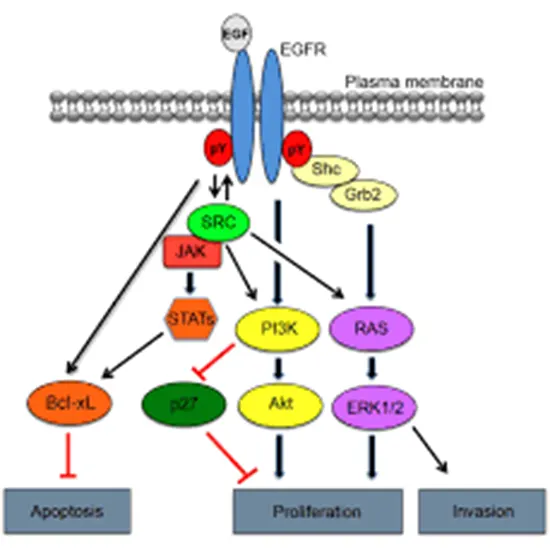 EGFR Gene Amplification for Glioma